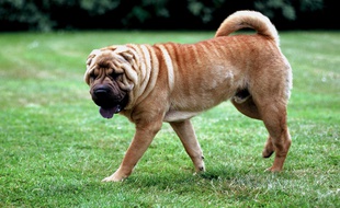 Illustration d'un shar-peï.
