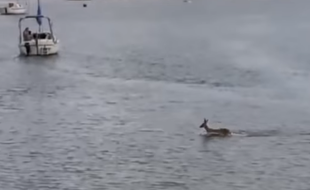 Le chevreuil en question au milieu des bateaux.