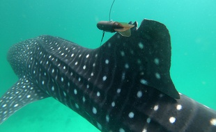 Une balise posée en janvier 2020 sur un requin baleine à Djibouti.