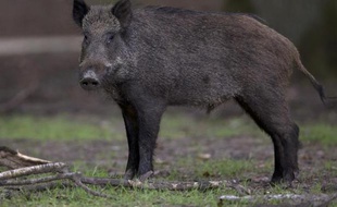 Une surmortalité anormale de sangliers a été constatée en Ardèche depuis le mois de juillet, provoquant la création d'une cellule de crise en préfecture, l'origine des décès n'ayant pas été établie à ce jour.