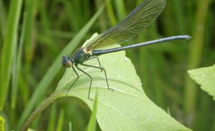 Les libellules, appelées odonates, vont faire l'objet d'un plan d'action national, lancé le 9 mars pour évaluer et améliorer l'état de conservation de dix-huit espèces, dont certaines sont protégées. En Midi-Pyrénées, les entomologistes attendent le feu vert de la direction régionale de l'environnement pour sortir leur filet.