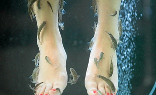 Les poissons se ruent sur les peaux mortes dès l'immersion des pieds.