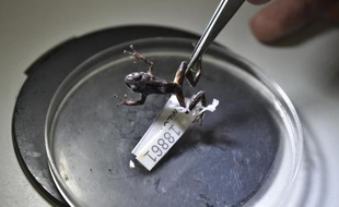 Une grenouille Pristimantis mutabilis observée par des chercheurs de l'université technologique indo-américaine dÉquateur à Quito le 31 mars 2015