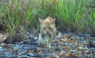 Un chat errant (feral cat) photographié en Australie.