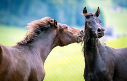 Comment le cheval communique-t-il ?