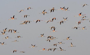 Chaque année ils annoncent les saisons, peuplant le ciel d'augures: les oiseaux d'eau migrateurs, de plus en plus menacés, font l'objet à partir de lundi d'une conférence internationale qui se tient cette année en France et où sont attendues des mesures urgentes.