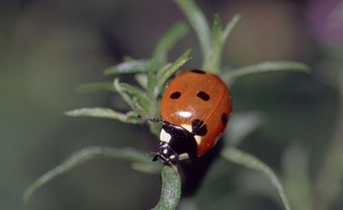 Une coccinelle.