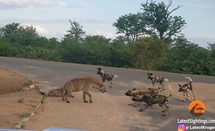 Une hyène en train de protéger ses petits d'une harde de lycaons, dans le parc national Kruger, en Afrique du Sud.