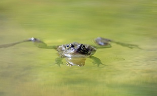 Une petite grenouille dans une mare (illustration).