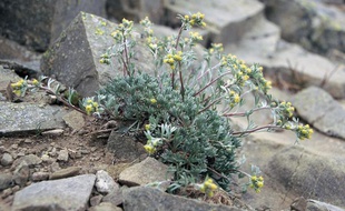 Quelques brins de génépi « artemisia umbelliformis »