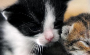 Le chaton victime de la rage à l'origine d'une alerte sanitaire déclenchée à Argenteuil (Val-d'Oise) aurait été ramené en avion du Maroc, par des personnes qui intéressent désormais la police, a-t-on appris samedi auprès de la préfecture.