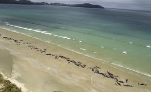 Une scène similaire s'était passée sur une plage de l'île Stewart, en Nouvelle-Zélande, le 25 novembre 2018.