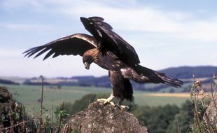 Illustration d'un aigle royal.