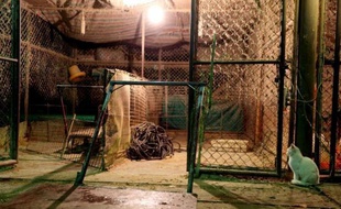Plusieurs villes de l'est de la Chine ont interdit le commerce des volailles vivantes ou ont abattu des oiseaux pour lutter contre le virus de la grippe aviaire H7N9, qui a fait six morts sur 16 personnes infectées.