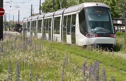 Face à la sécheresse, les plantes sauvages sont-elles les graines de l’aven…