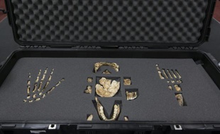 Photo fournie par l'université sud-africaine du Witwatersrand montre les os de l'Homo Maledi, une espèce du genre humain jusqu'à présent inconnue, le 13 septembre 2014 à Johannesburg