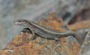 Une femelle lézard de Bonnal, dans les Hautes-Pyrénées.