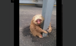 L'animal s'était réfugié au pieds d'une rambarde au milieu de la route.