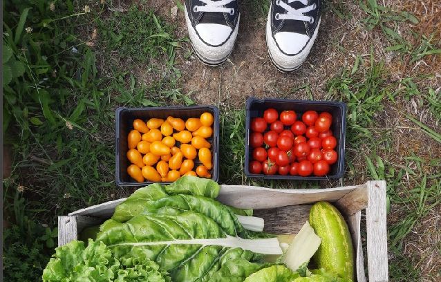 Les Maraîchers du Ciel plantent des potagers carrément sur les supermarchés