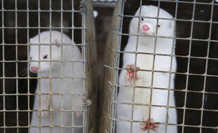 Des visons en cage, illustration