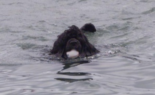 Un chien d'eau portugais.