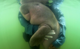Mariam, bébé dugong, ici le 24 mai, a succombé à la pollution plastique.