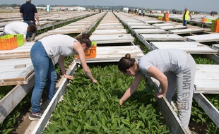 Production et recolte de muguet dans la societe Lilyval a Saint Julien de Concelles pres de Nantes.
S Salom-Gomis/SIPA/1504231835