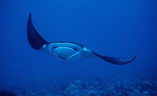 Une raie manta.