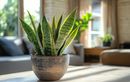 Automne : 10 plantes d’intérieur faciles à vivre qui poussent avec peu de lumière