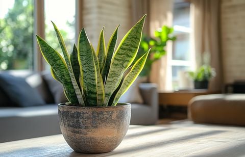 Automne : 10 plantes d’intérieur faciles à vivre qui poussent avec peu de lumière