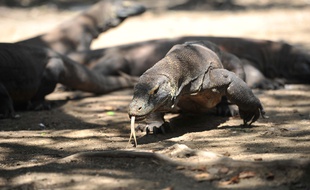 Un dragon de Komodo en liberté dans le Parc national de Komodo, formé par plusieurs îles volcaniques et situé dans le centre de l'Indonésie.
