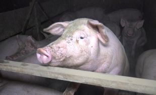 Image prise par l'association L214 dans un élevage de porcs du Finistère.
