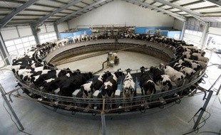 Les 1.200 vaches de la ferme d'Heideland, à Kemberg, au sud de Berlin, sont traites sur un carrousel, le 23 mars 2015
