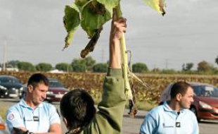 Les faucheurs ont arraché une trentaine de tournesols.