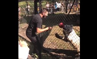 André-Pierre Gignac a rencontre le bébé tigre qui porte son nom, au Mexique, le 22 août 2017.