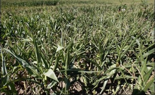 Un éleveur-agriculteur du Lot ayant semé du maïs transgénique s'est suicidé en se pendant à un arbre dans son champ de Girac, près de Bretenoux, où des manifestants anti-OGM avaient prévu d'organiser dimanche un pique-nique anti-OGM, a-t-on appris de source judiciaire.