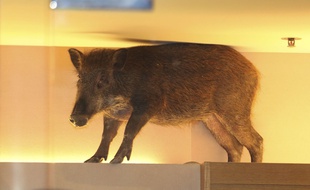 Un sanglier a semé la panique dans une boutique à Hong Kong, le 10 mai 2015.
