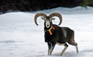 Le mouflon Corse est une espèce endémique, qu'il faut différencier du mouflon méditerranéen.