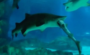 Une dispute territoriale tourne mal entre deux requins en Corée du Sud.