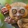 Le tarsier, un drôle d’animal qui peut voir dans le noir