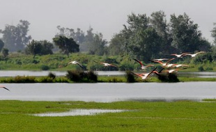 Flamands roses dans le parc national de la Donana, en Espagne, le 15 juin 2009