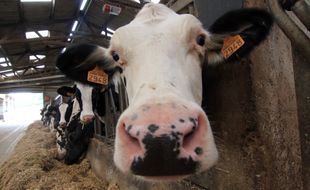 Illustration de vaches laitières dans une ferme de Bretagne.