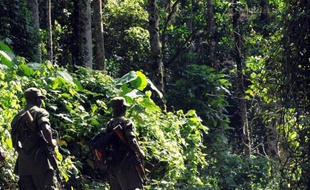 Des rangers du service de protection de la nature ougandaise dans la forêt Impénétrable de Biwindi, en Ouganda, à la frontière avec le Rwanda et la République démocratique du Congo, en septembre 2009. (Photo illustration)