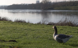Photo prise le 14 décembre 2015, montrant les berges de la Meuse, à Eijsden (Pays-Bas), qu'un ferry relie à Lanaye (Belgique).