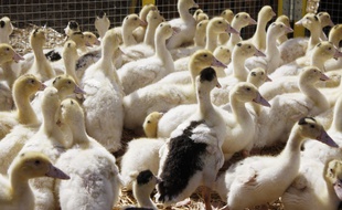 Un élevage de canards.