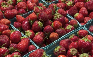 La principale association de producteurs de fraises a estimé jeudi, après la publication d'une étude dénonçant la présence de pesticides interdits sur des fraises cultivées en France et en Espagne, que des investigations plus approfondies doivent être menées.