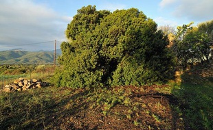 Le pistachier lentisque de Ghisonaccia (Haute-Corse), élu arbre de l'année 2011.
