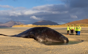 Un cachalot s'est échoué sur l'île écossaise Harris.