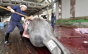 Des pêcheurs japonais découpent une baleine à Wada le 25 juin 2008