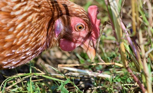 Une poule en train de picorer en plein air. Illustration